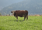 IMG 7184